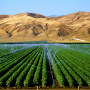 Agriculture in Israel - Photo: Agroproject.co.il